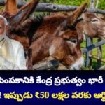 Donkey Farming Subsidy Scheme